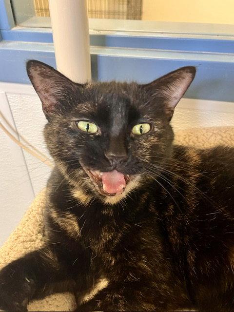 Enlarge Miss MacDonald, a Adoptable Domestic Short Hair in Webster, WI image 3/3
