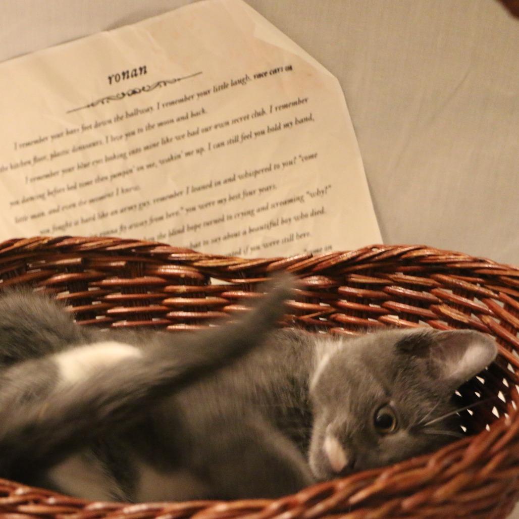 Ronan (Taylor's Purrsion), Adoptable, Kitten Male Domestic Short Hair.