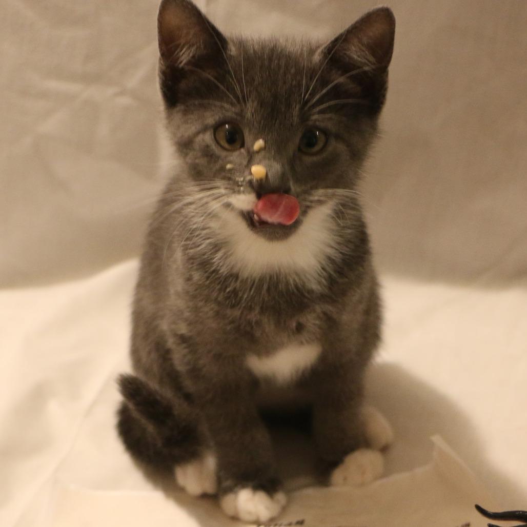 Enlarge Ronan (Taylor's Purrsion), a Adoptable Domestic Short Hair in CHRISTIANSBURG, VA image 2/6