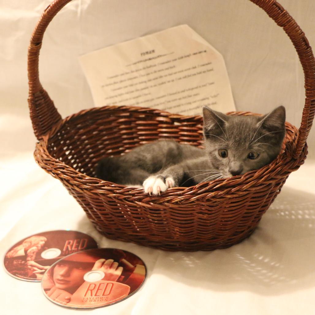 Enlarge Ronan (Taylor's Purrsion), a Adoptable Domestic Short Hair in CHRISTIANSBURG, VA image 3/6
