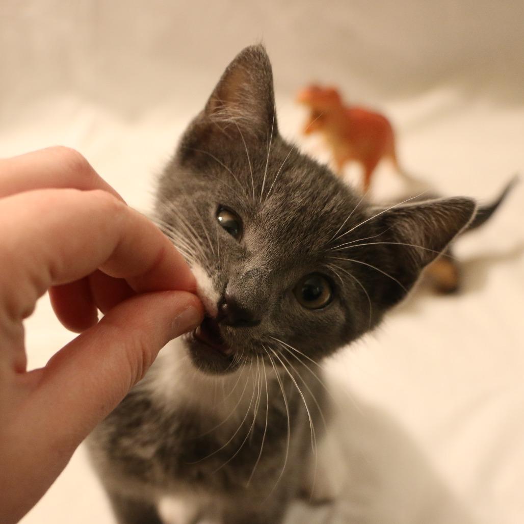 Enlarge Ronan (Taylor's Purrsion), a Adoptable Domestic Short Hair in CHRISTIANSBURG, VA image 4/6