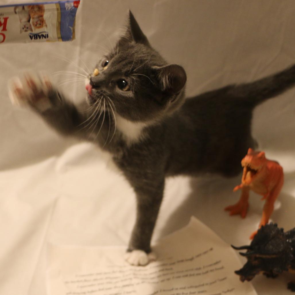 Enlarge Ronan (Taylor's Purrsion), a Adoptable Domestic Short Hair in CHRISTIANSBURG, VA image 5/6