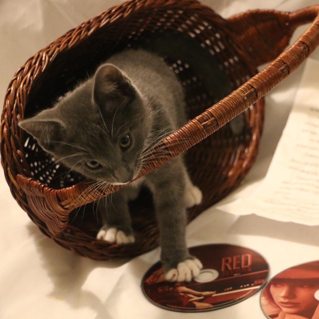 Enlarge Ronan (Taylor's Purrsion), a Adoptable Domestic Short Hair in CHRISTIANSBURG, VA image 6/6