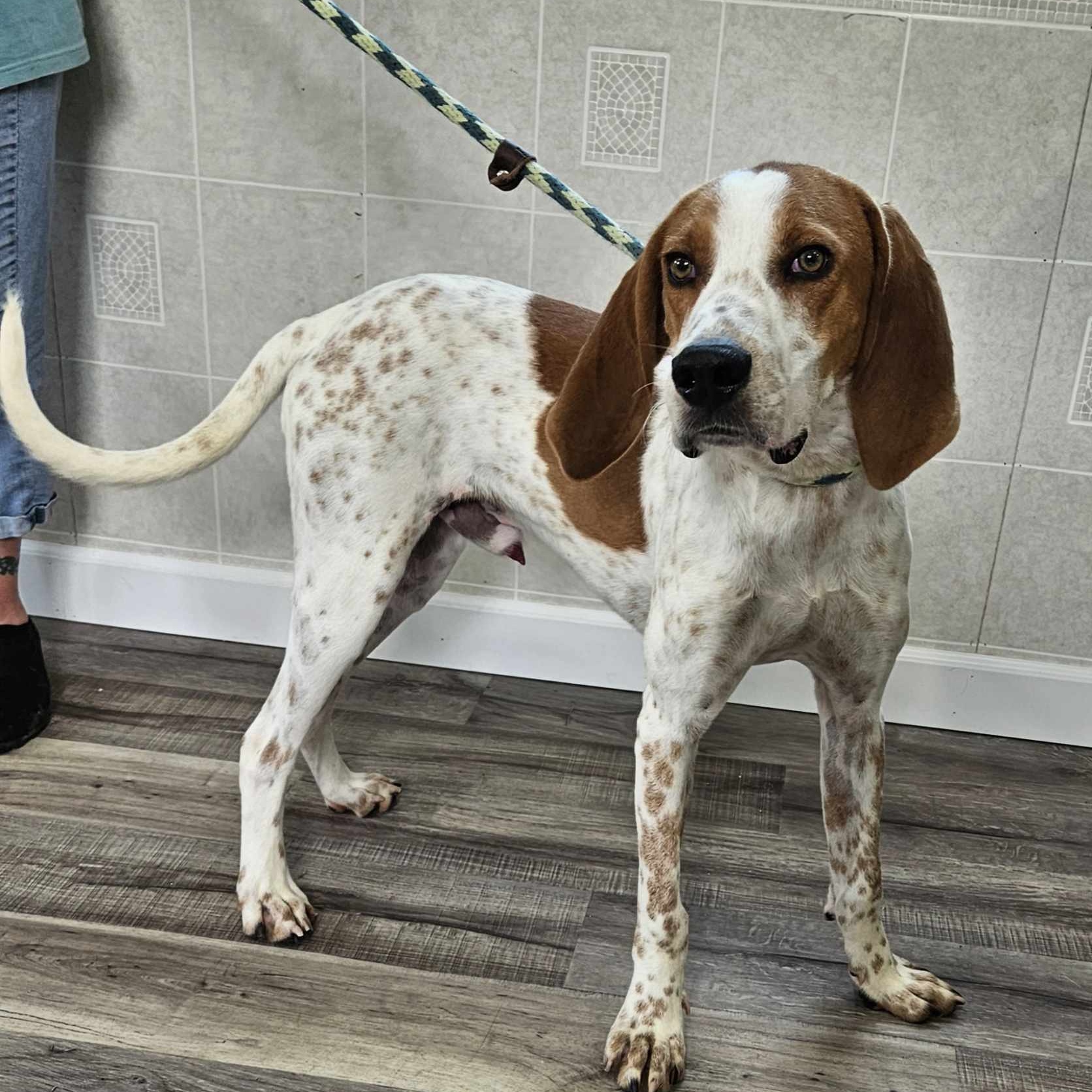 Enlarge Gus, an adoptable mixed breed in Hoopeston, IL image 2/5