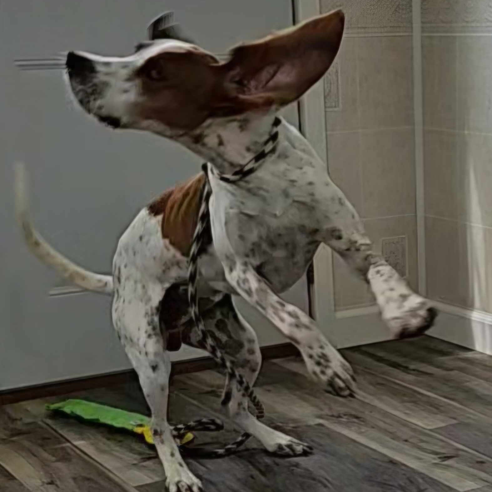 Enlarge Gus, an adoptable mixed breed in Hoopeston, IL image 3/5