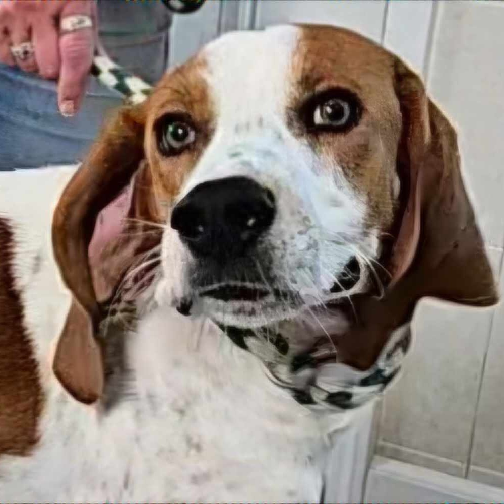 Gus, adoptable, Adult Male Hound & Mixed Breed.