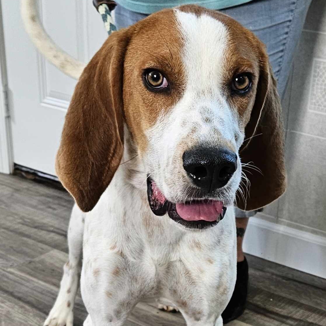 Enlarge Gus, an adoptable mixed breed in Hoopeston, IL image 4/5