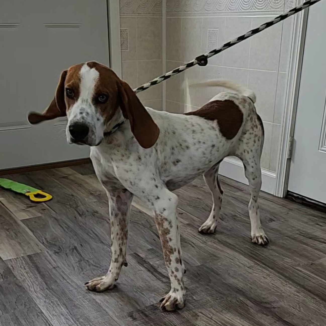 Enlarge Gus, an adoptable mixed breed in Hoopeston, IL image 5/5