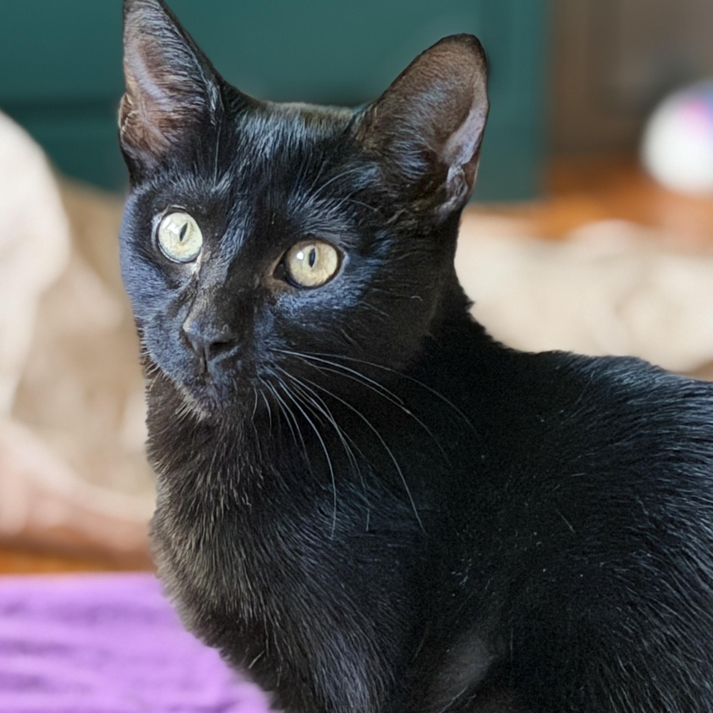 Enlarge Kraken, a ADOPTABLE Domestic Short Hair in Apex, NC image 3/3