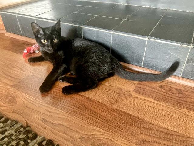 Enlarge Kraken, a ADOPTABLE Domestic Short Hair in Apex, NC image 6/6