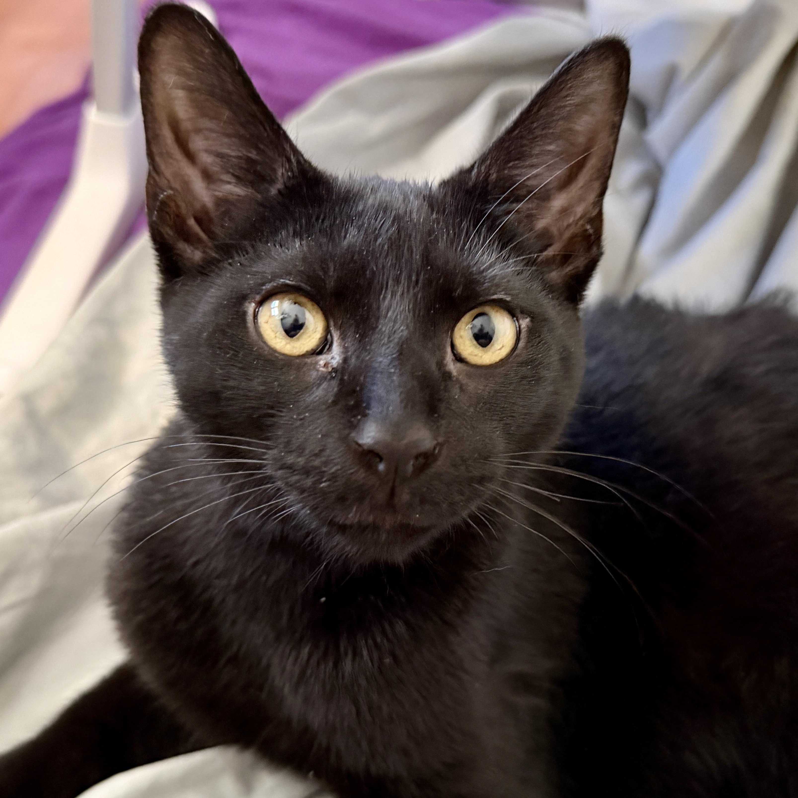 Enlarge Kraken, a ADOPTABLE Domestic Short Hair in Apex, NC image 2/3