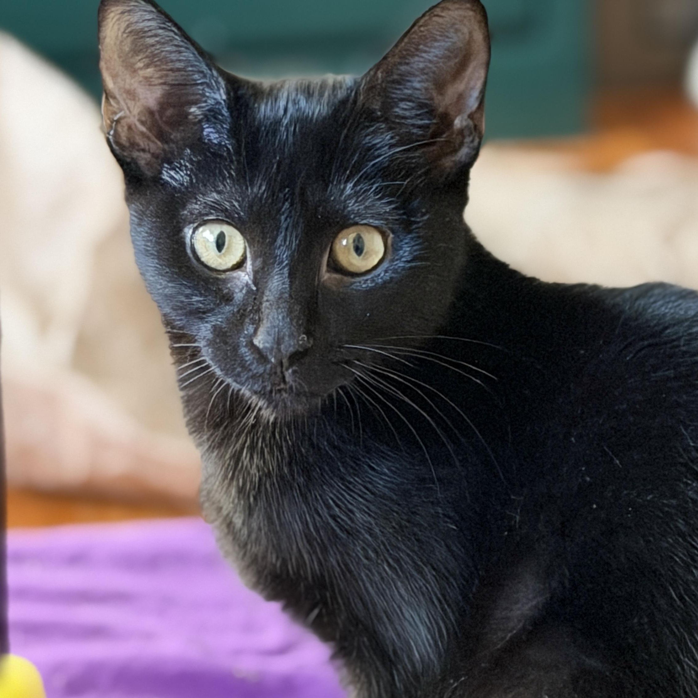Enlarge Kraken, a ADOPTABLE Domestic Short Hair in Apex, NC image 1/3