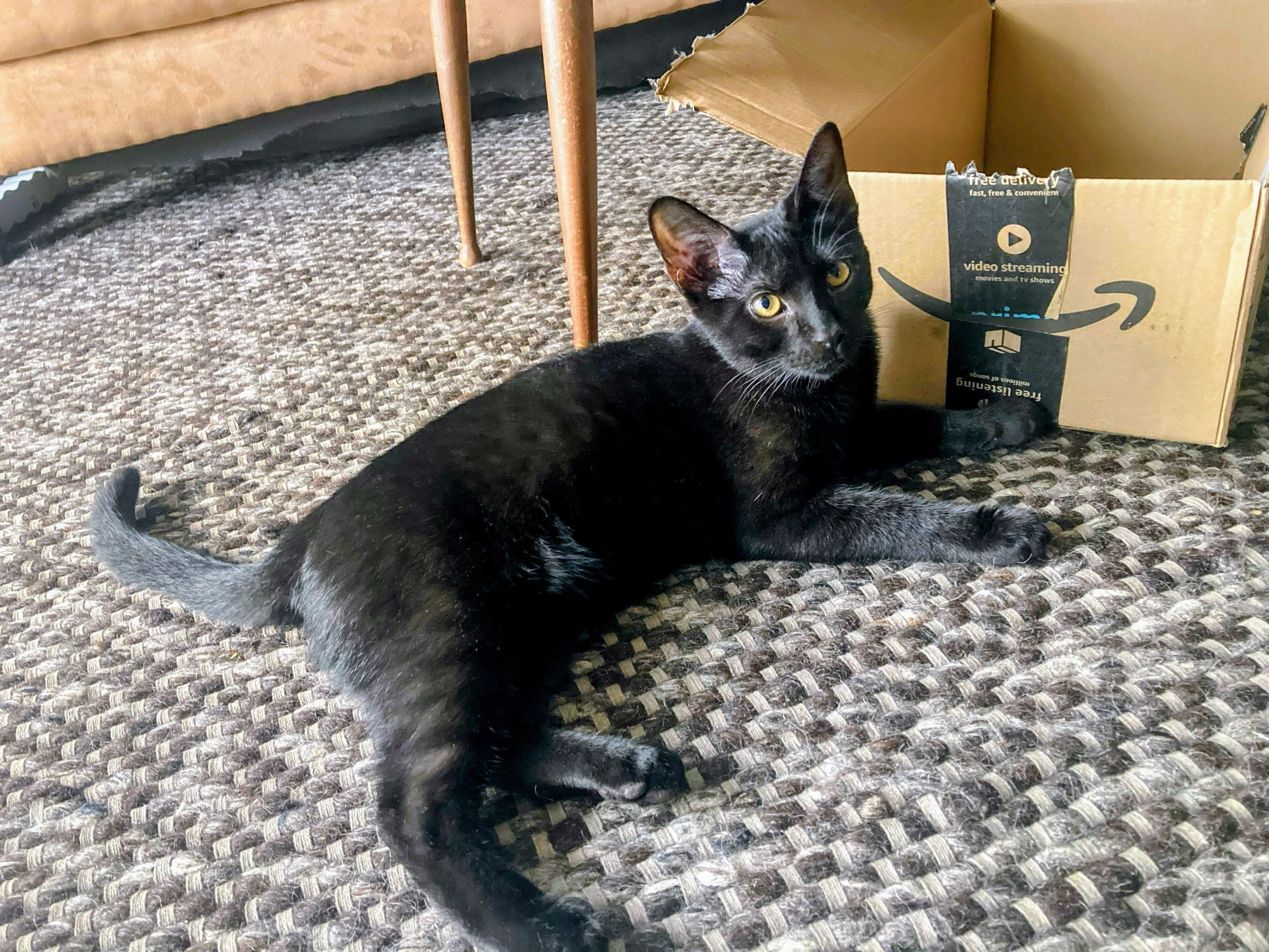 Enlarge Kraken, a ADOPTABLE Domestic Short Hair in Apex, NC image 1/6