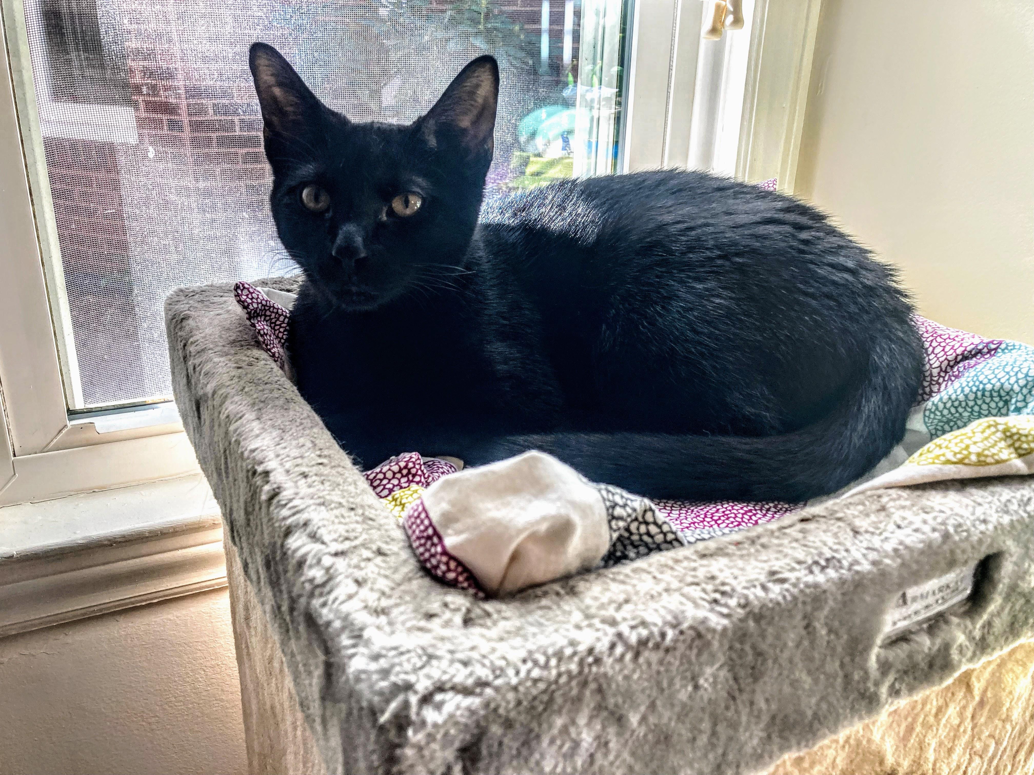 Enlarge Kraken, a ADOPTABLE Domestic Short Hair in Apex, NC image 5/6