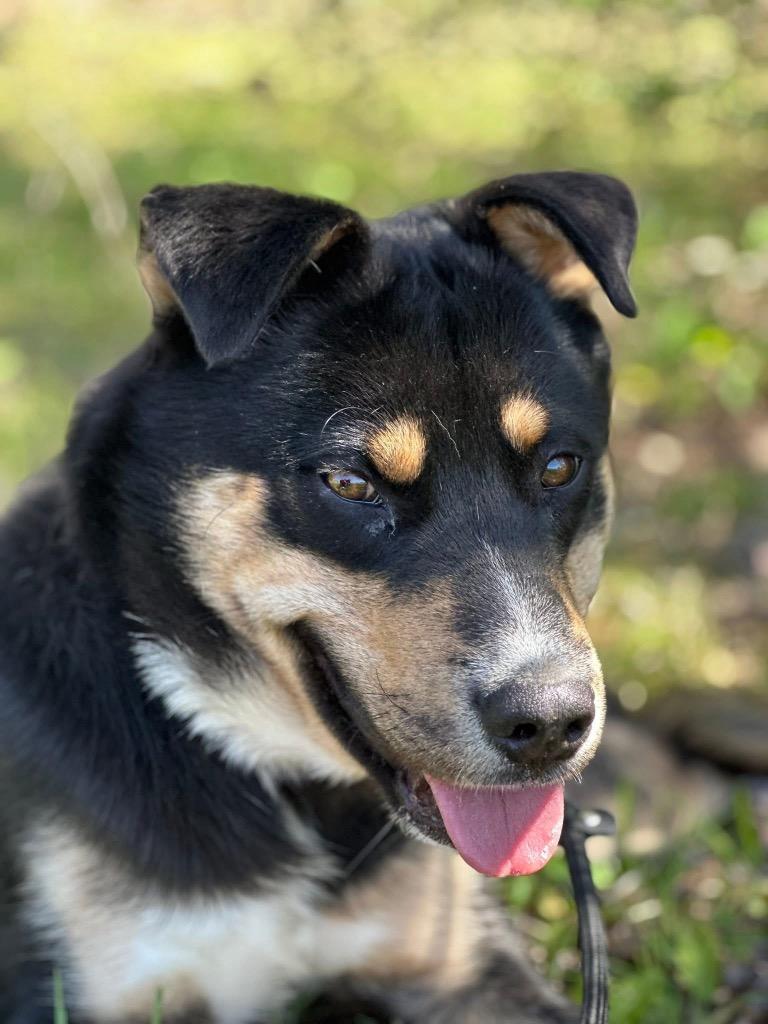 Frito, Adoptable, Young Male Australian Kelpie & Mixed Breed.