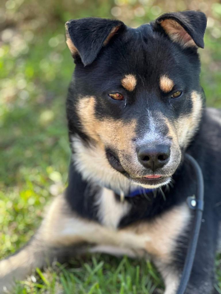 Enlarge Frito, a Adoptable mixed breed in Murray, KY image 2/4