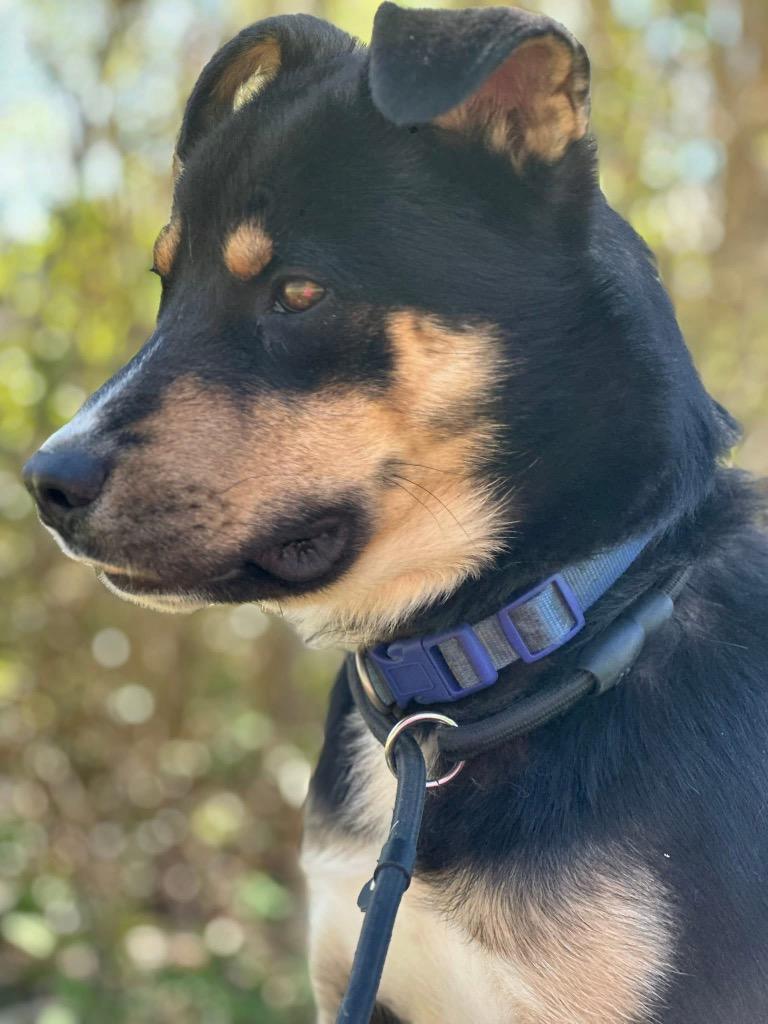 Enlarge Frito, a Adoptable mixed breed in Murray, KY image 3/4