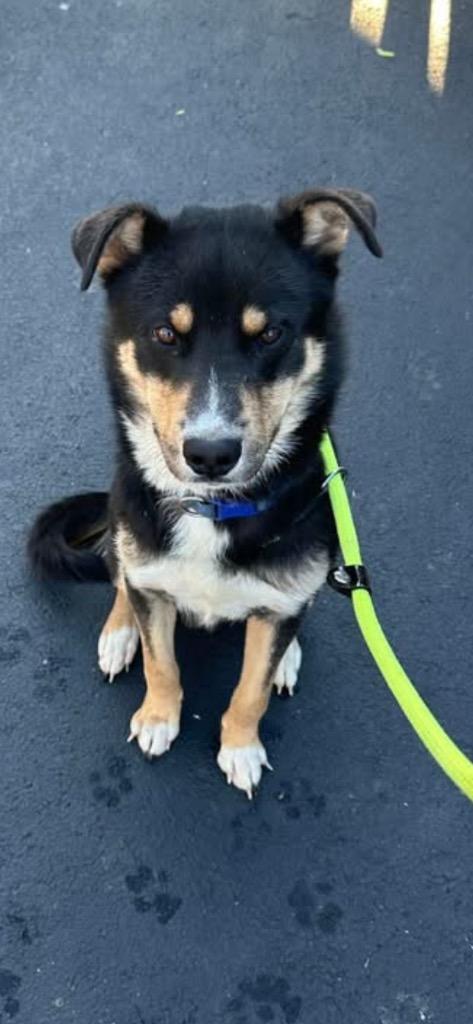 Enlarge Frito, a Adoptable mixed breed in Murray, KY image 4/4