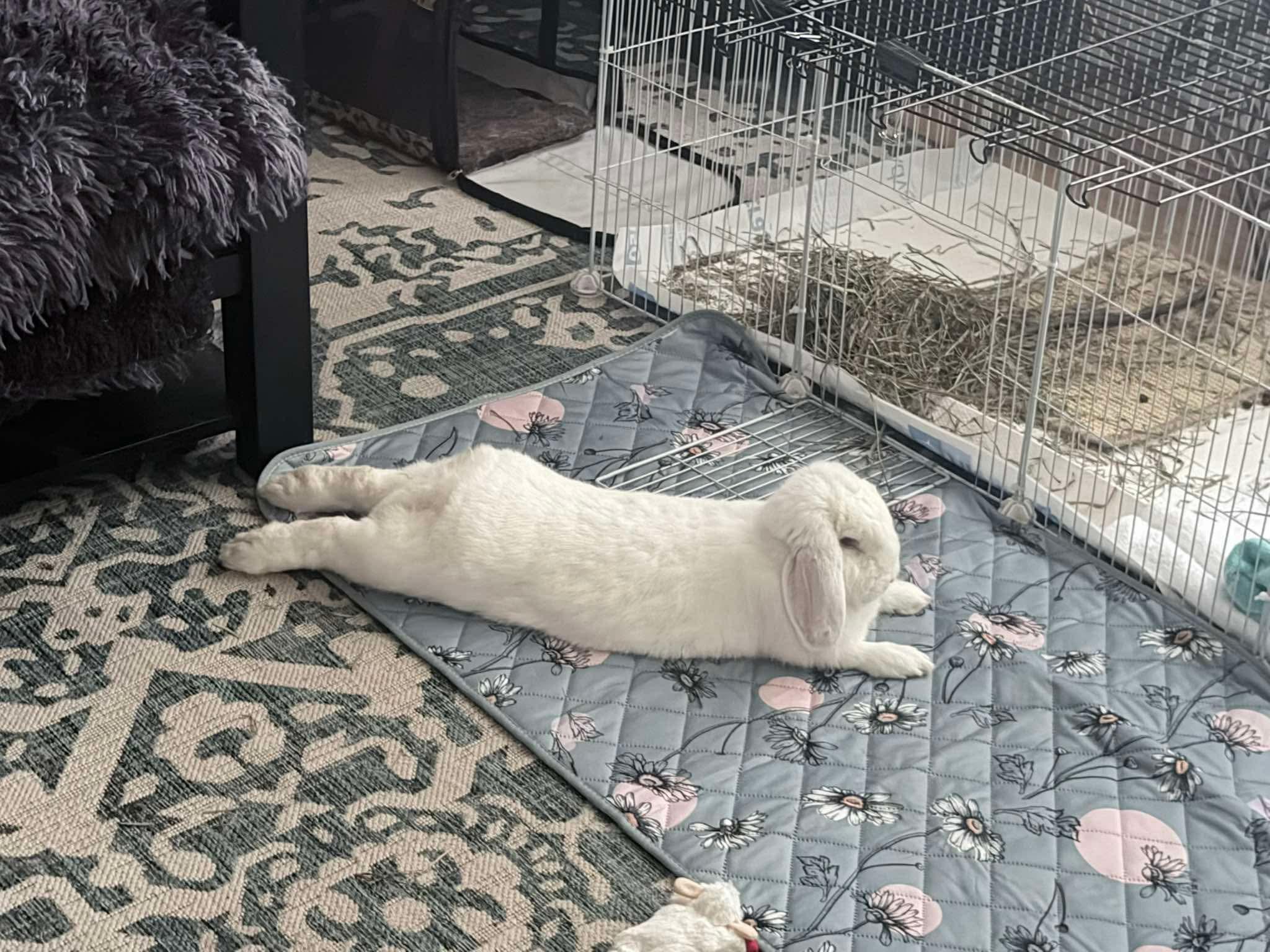 Enlarge BB, a Adoptable Holland Lop in Atlantic Highlands, NJ image 1/1