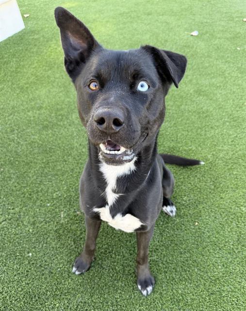 MAXWELL, Adoptable, Adult Male Pit Bull Terrier & Siberian Husky.
