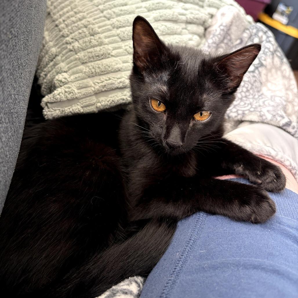 Enlarge Tobiko, a Adoptable Domestic Medium Hair in Colorado Springs , CO image 2/6