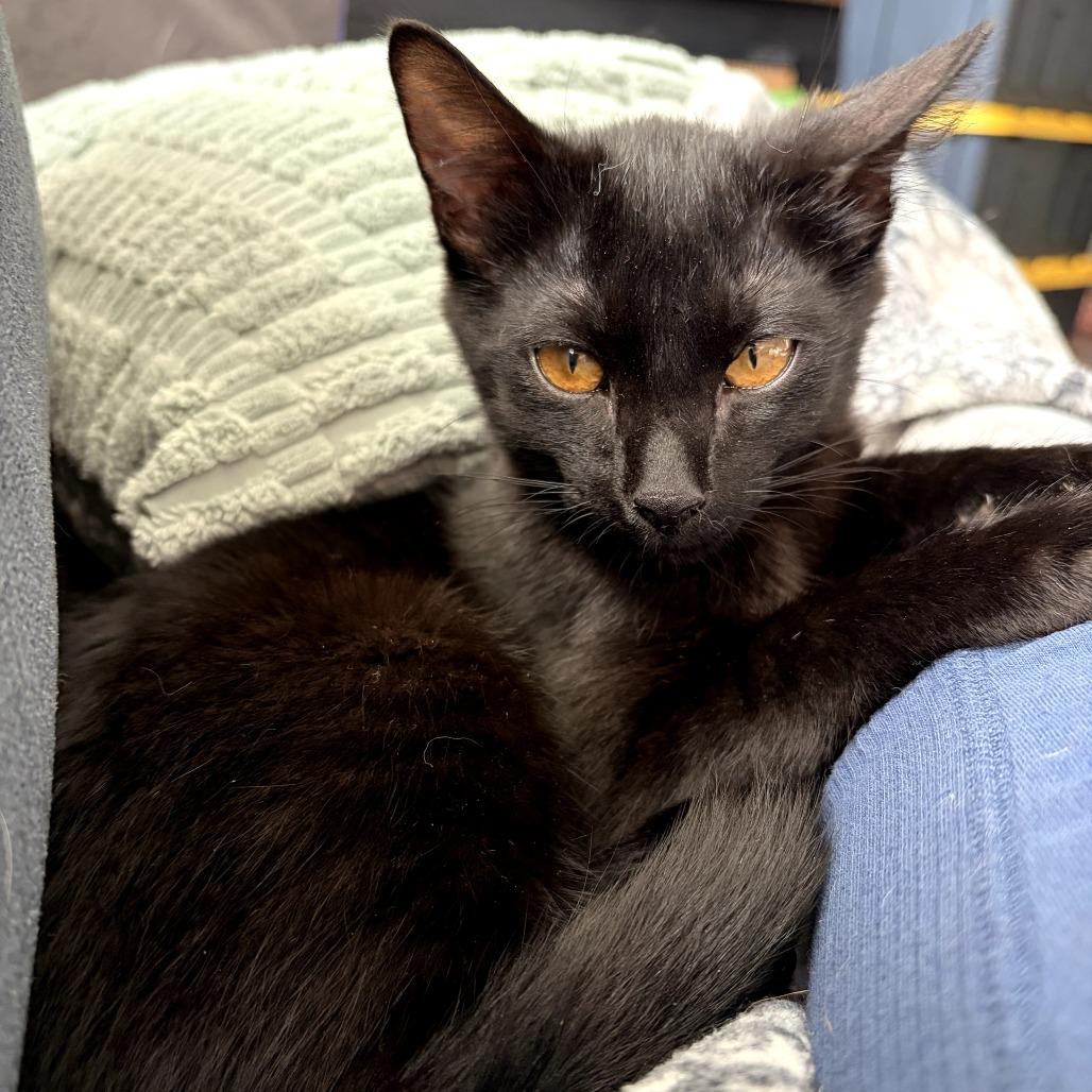 Tobiko, Adoptable, Kitten Female Domestic Medium Hair.