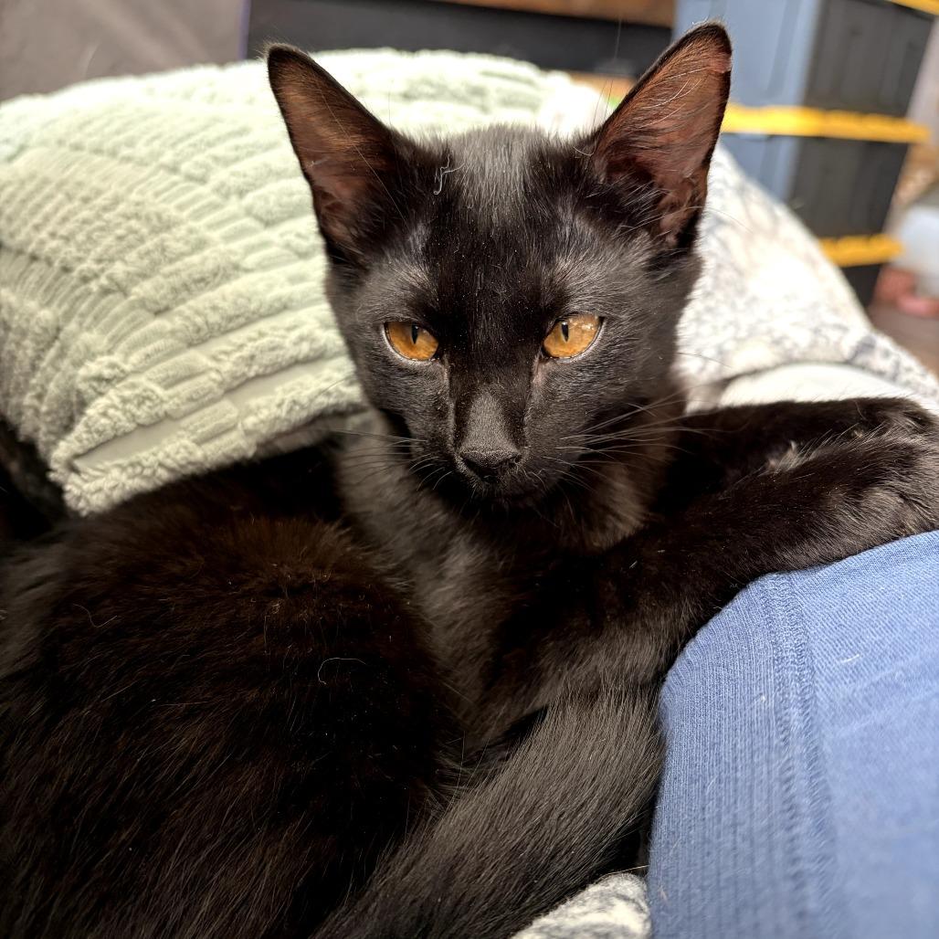 Enlarge Tobiko, a Adoptable Domestic Medium Hair in Colorado Springs , CO image 3/6