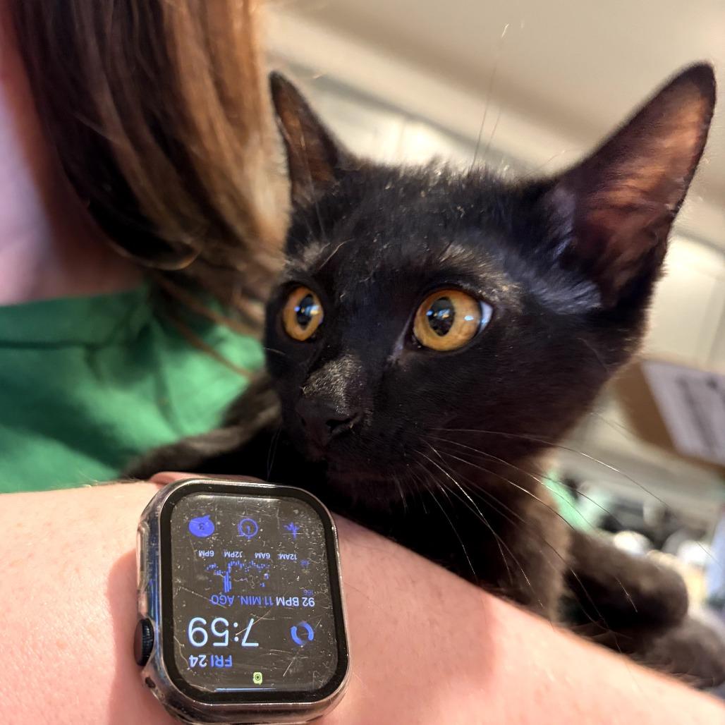 Enlarge Tobiko, a Adoptable Domestic Medium Hair in Colorado Springs , CO image 4/6