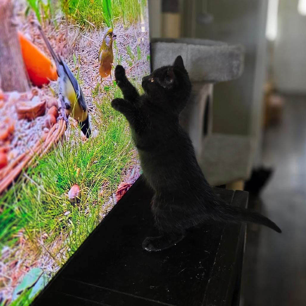 Enlarge Tobiko, a Adoptable Domestic Medium Hair in Colorado Springs , CO image 5/6