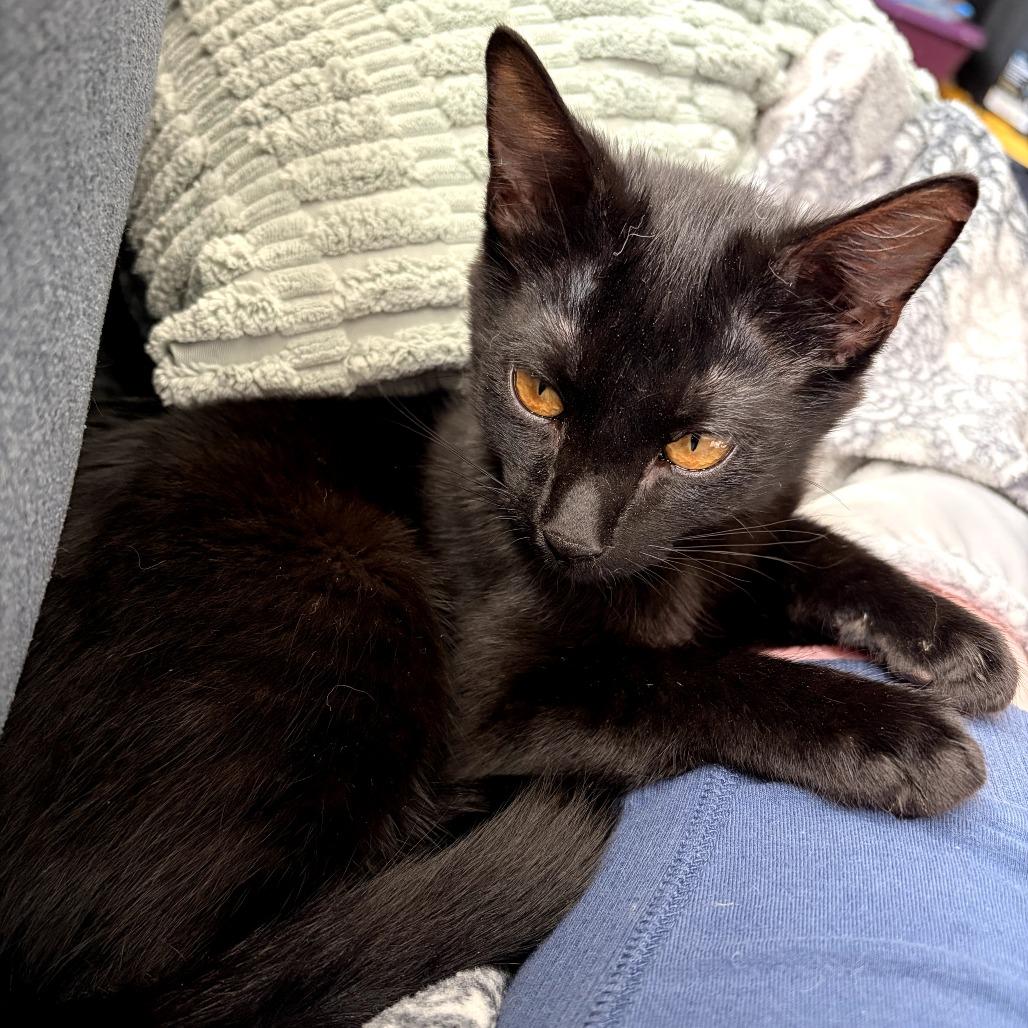 Enlarge Tobiko, a Adoptable Domestic Medium Hair in Colorado Springs , CO image 6/6