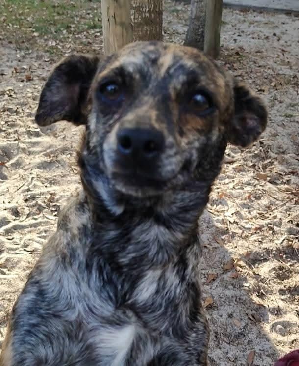 Enlarge Tobie, a Adoptable mixed breed in Lakeland, FL image 1/3