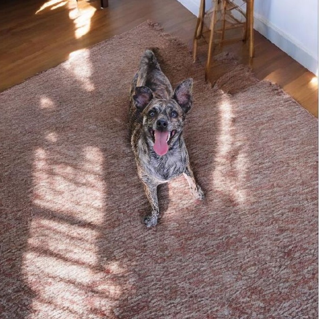 Enlarge Tobie, a Adoptable mixed breed in Lakeland, FL image 3/3