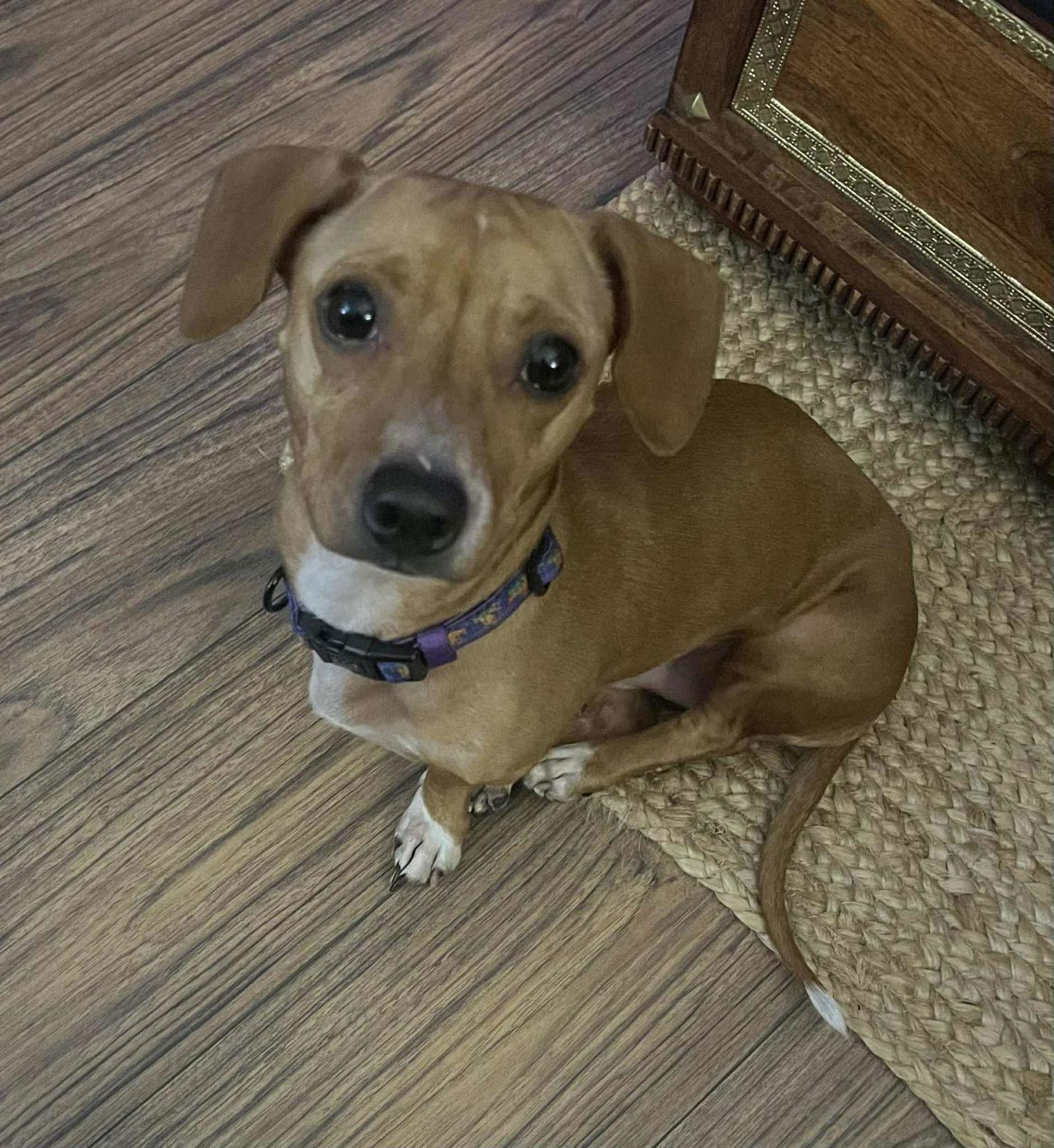 Enlarge Maverick, a Adoptable mixed breed in Garner, NC image 2/3