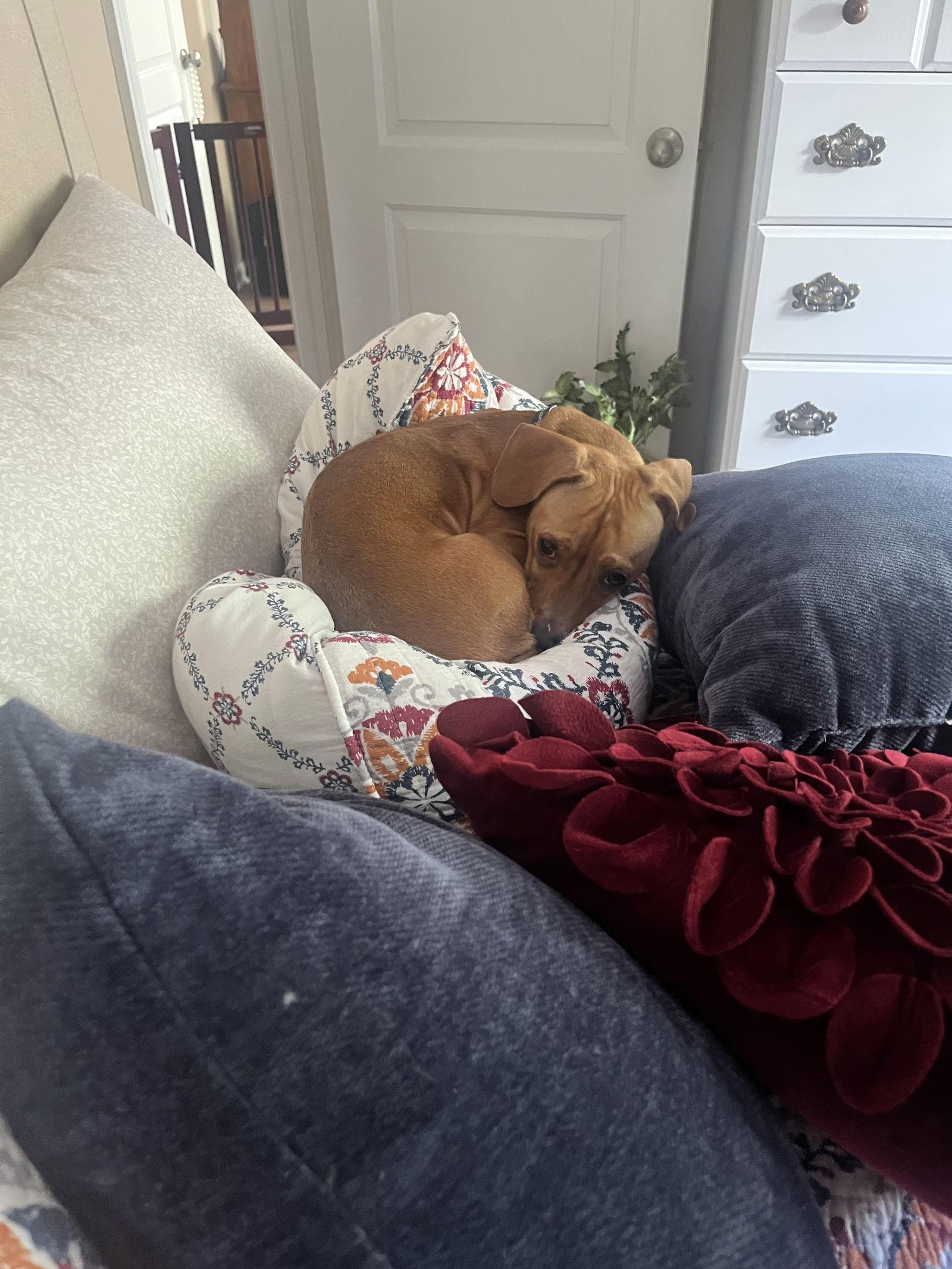 Enlarge Maverick, a Adoptable mixed breed in Garner, NC image 3/3