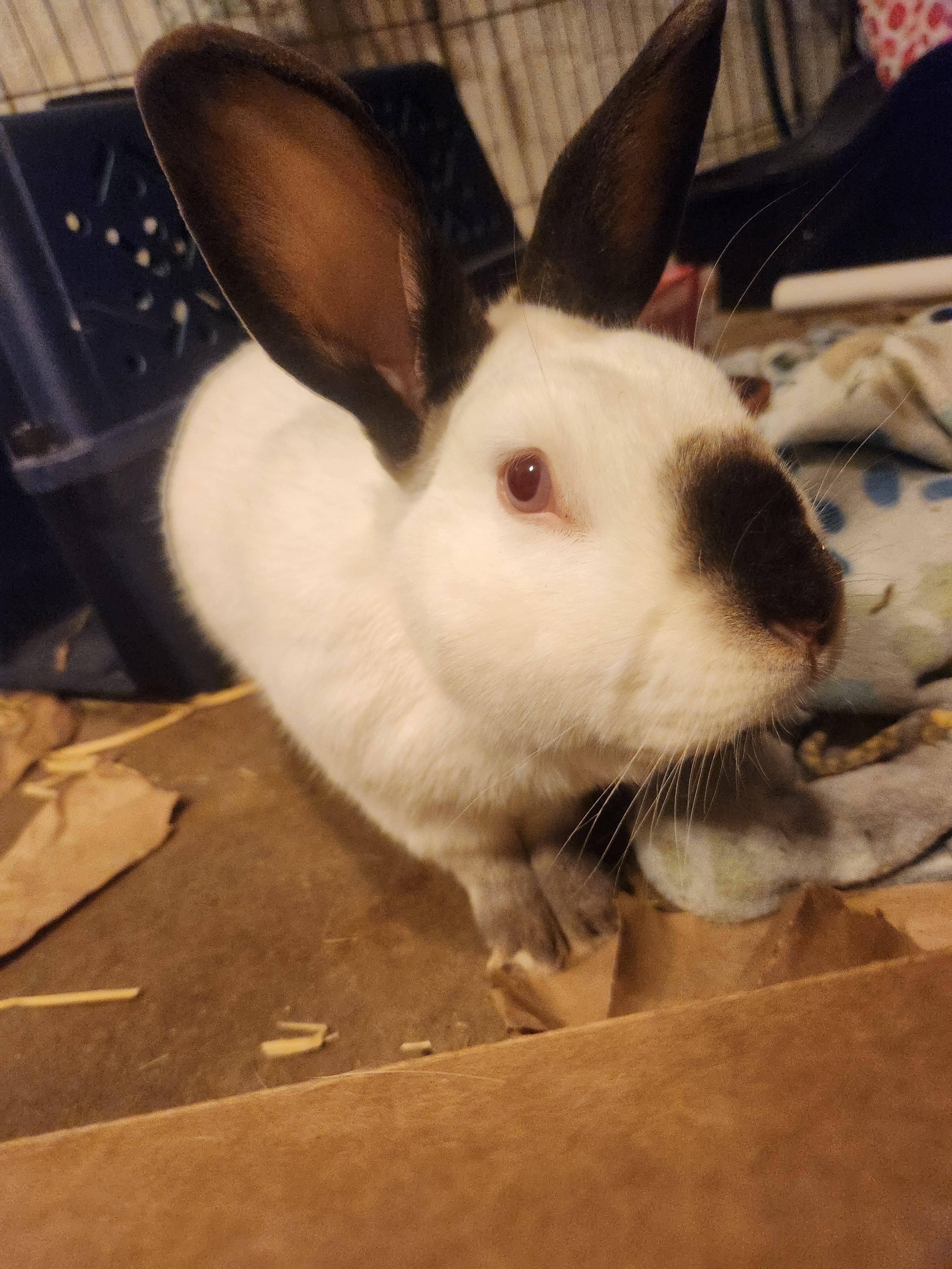 Bo, a Adoptable Californian image 2/5