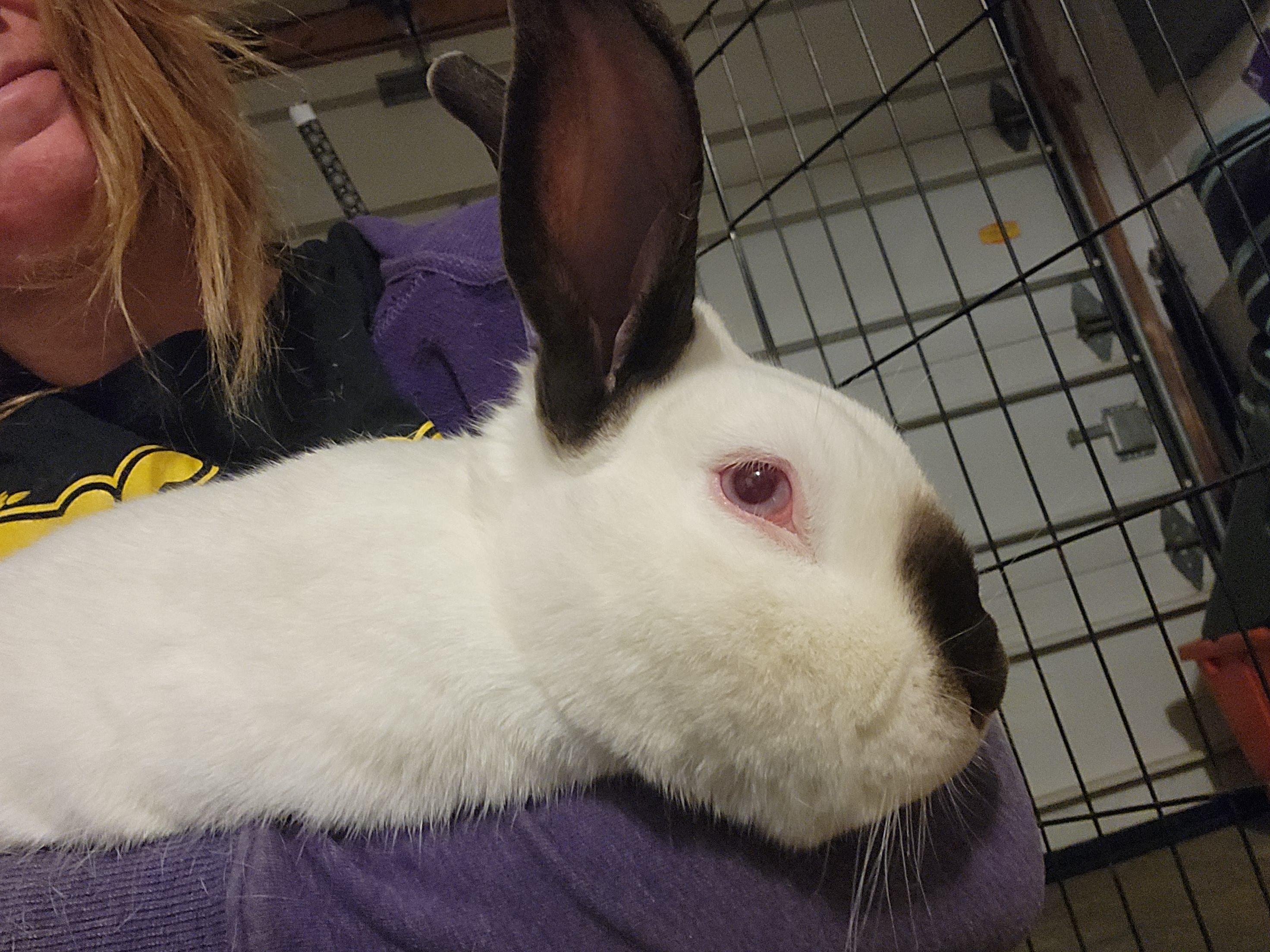 Bo, Adoptable, Adult Male Californian.