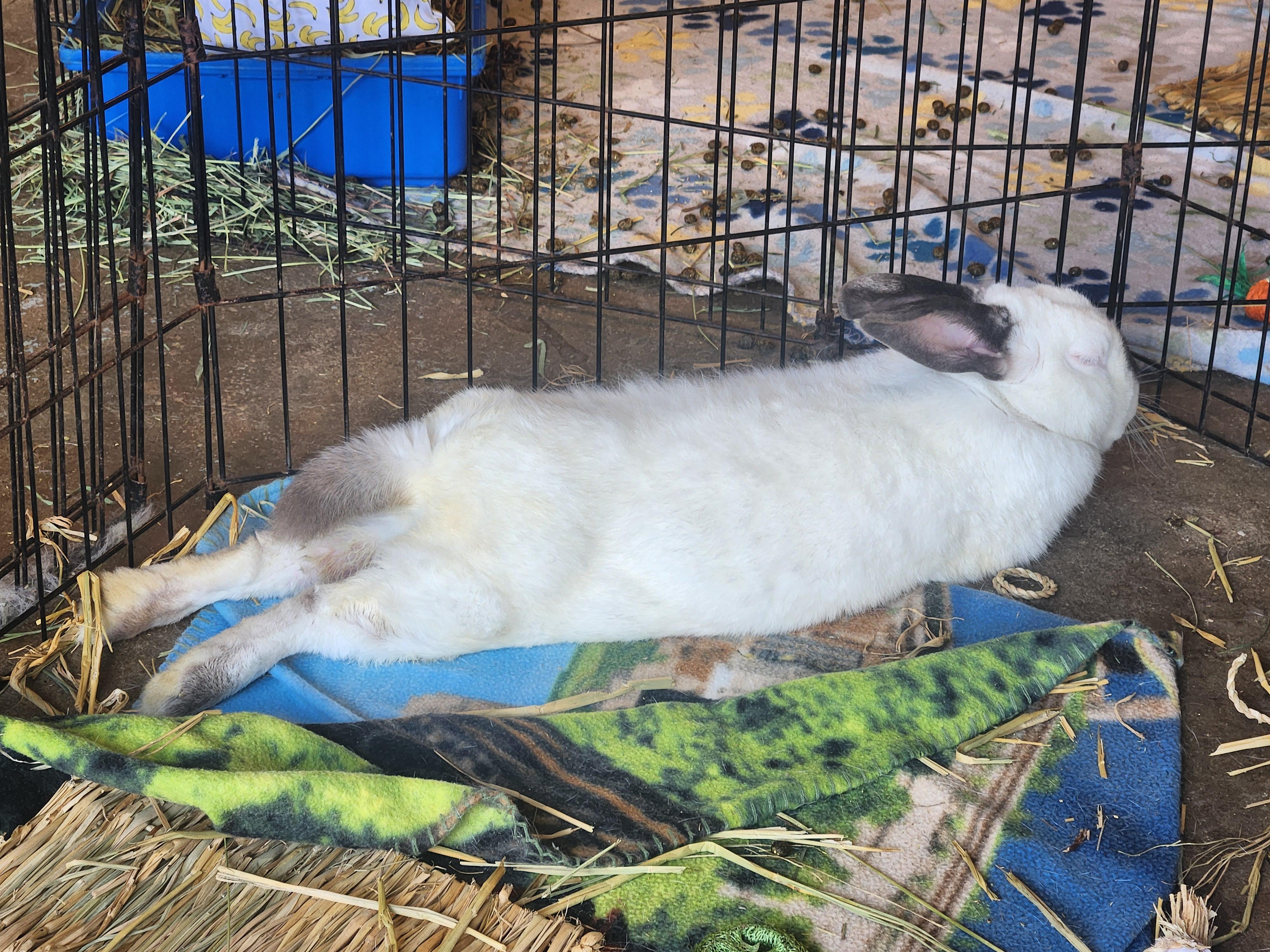 Bo, a Adoptable Californian image 3/5