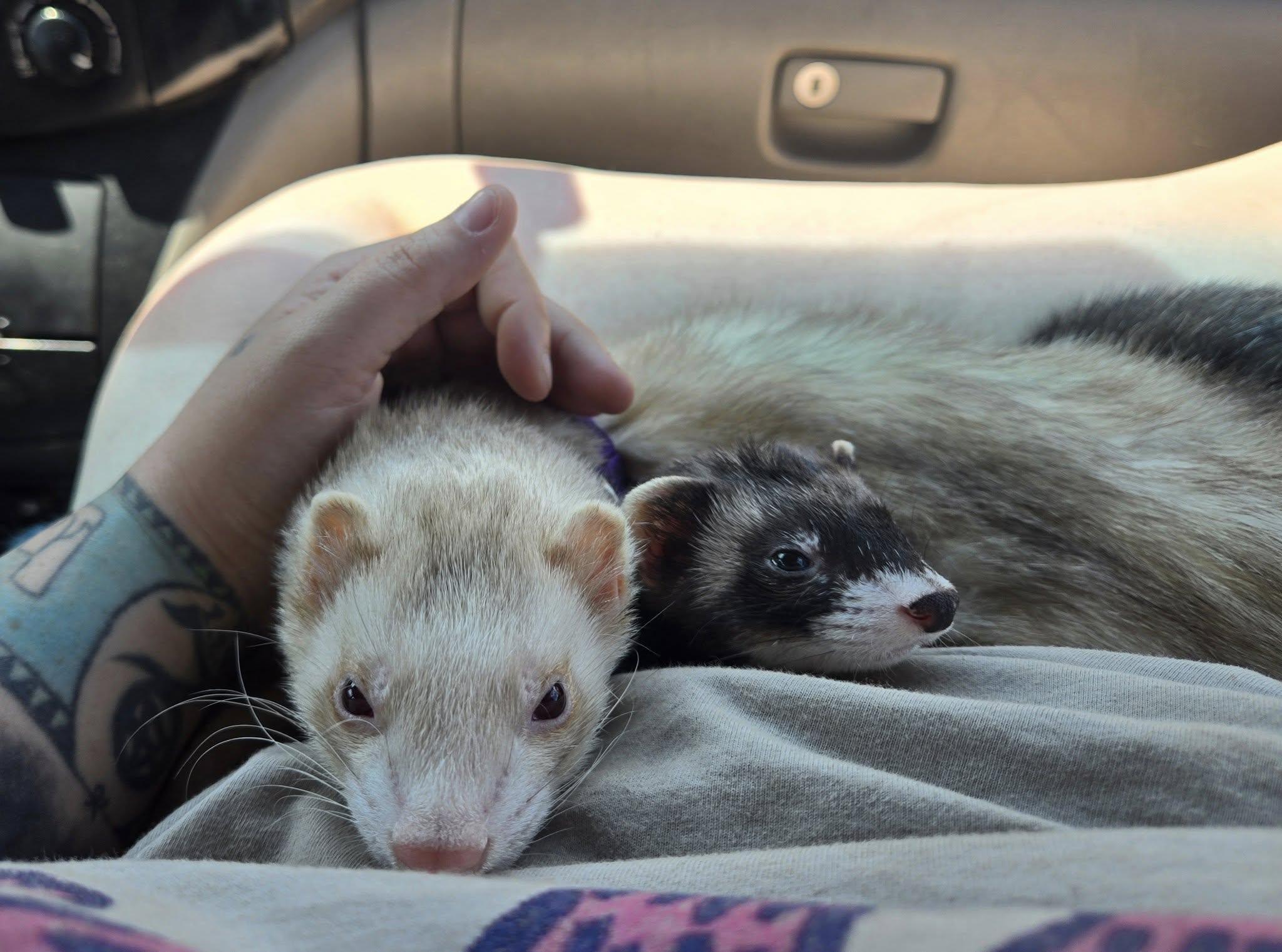Carrot and Cabbage, Adopted, Young Female Ferret.
