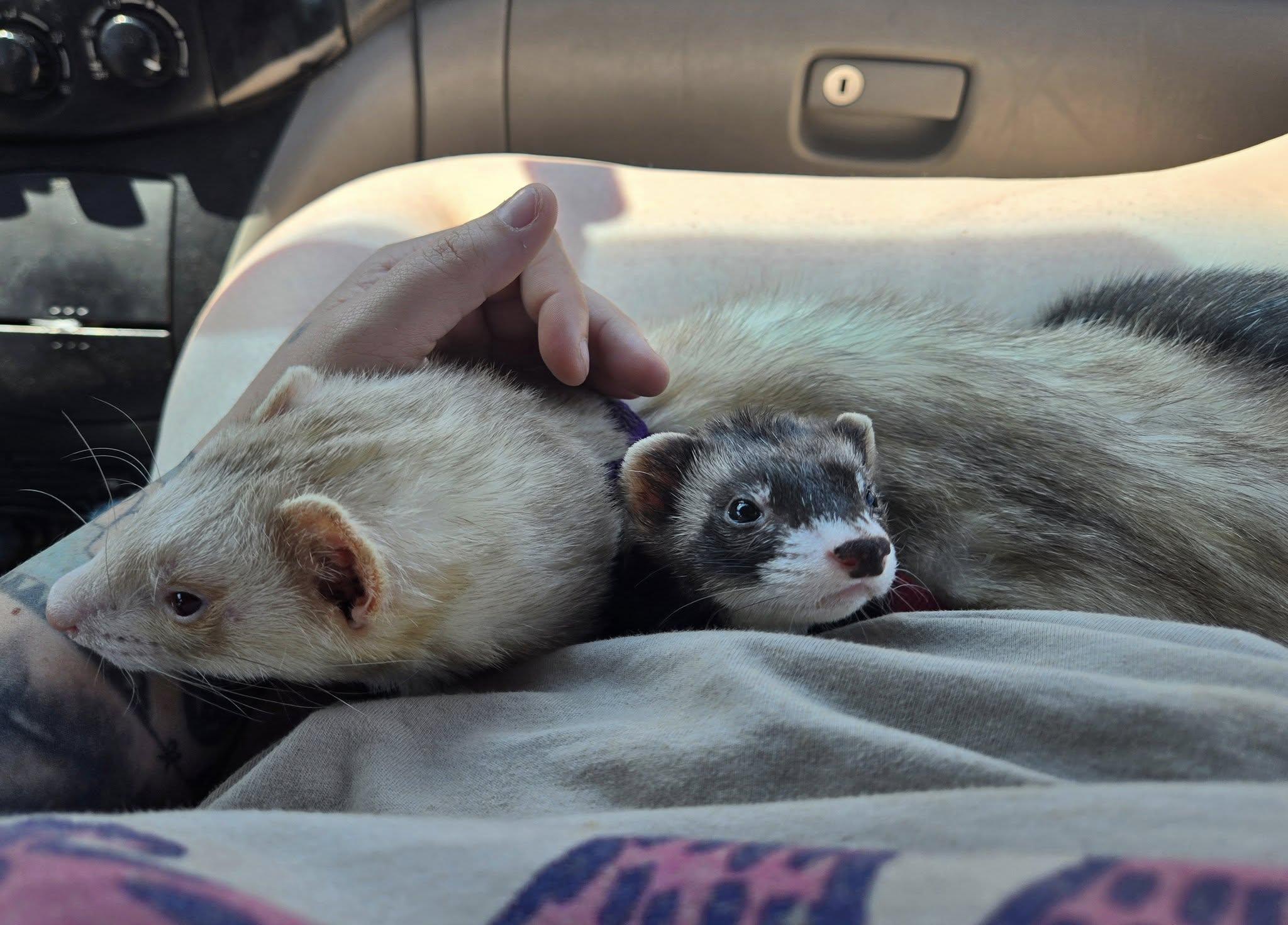 Enlarge Carrot and Cabbage, a Adopted Ferret in Morgantown, WV image 2/2
