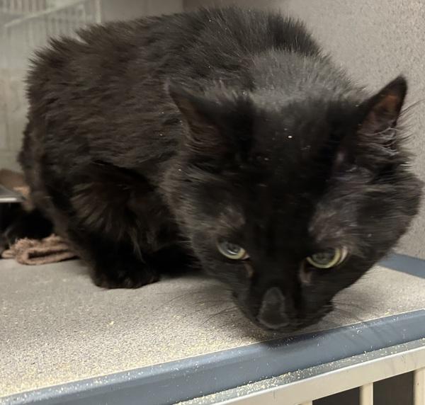 Enlarge Miss Kitty, a Adoptable mixed breed in Salt Lake City, UT image 1/1