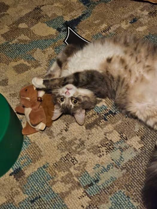 Enlarge Gary (Courtesy Post), an adopted mixed breed in Talbott, TN image 2/3
