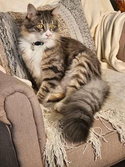 Gary (Courtesy Post), adopted, Adult Male Maine Coon & Domestic Long Hair.