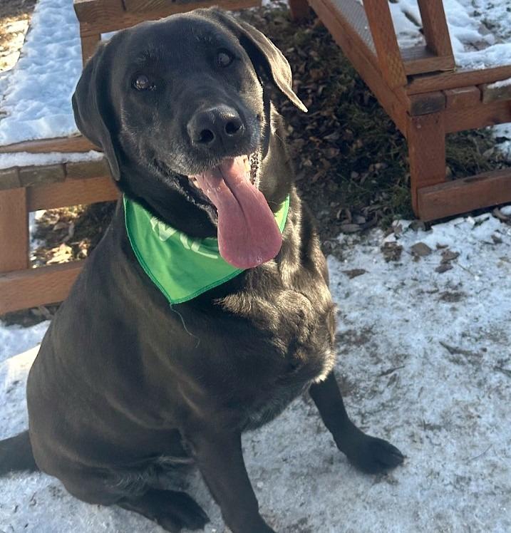 Willow, Adoptable, Adult Female Labrador Retriever & Great Dane.