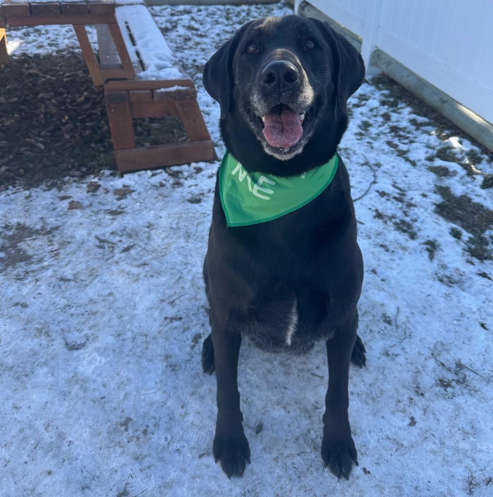 Willow, a Adoptable mixed breed in Logan, UT image 2/2