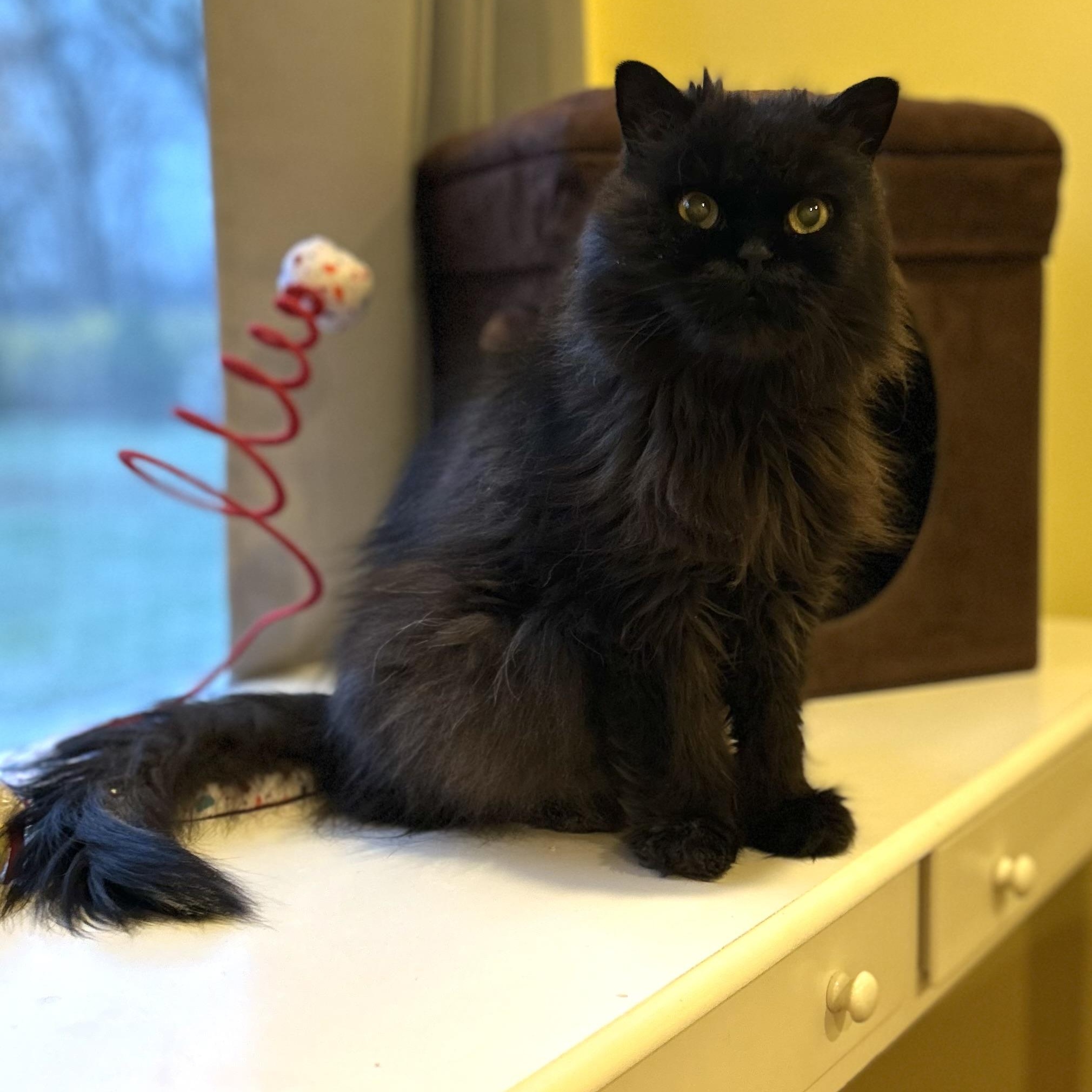 Owl, Senior Male Persian