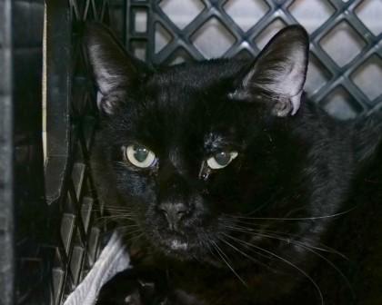 Enlarge Nova Scotia, a Adoptable Domestic Short Hair in West Seneca, NY image 1/3