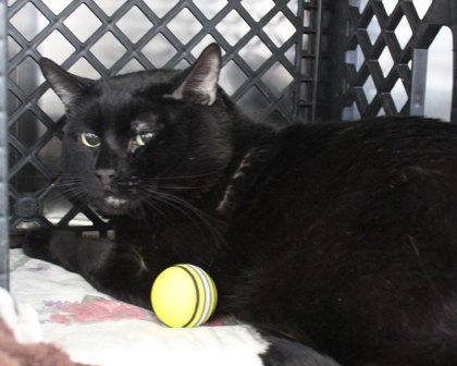 Enlarge Nova Scotia, a Adoptable Domestic Short Hair in West Seneca, NY image 2/3