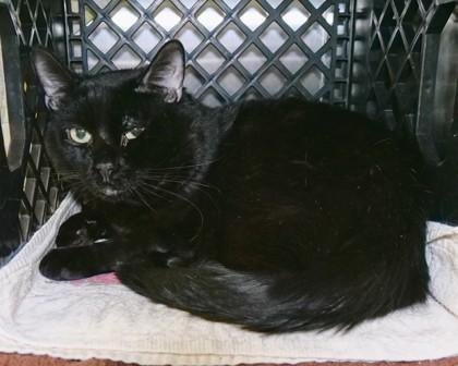 Enlarge Nova Scotia, a Adoptable Domestic Short Hair in West Seneca, NY image 3/3