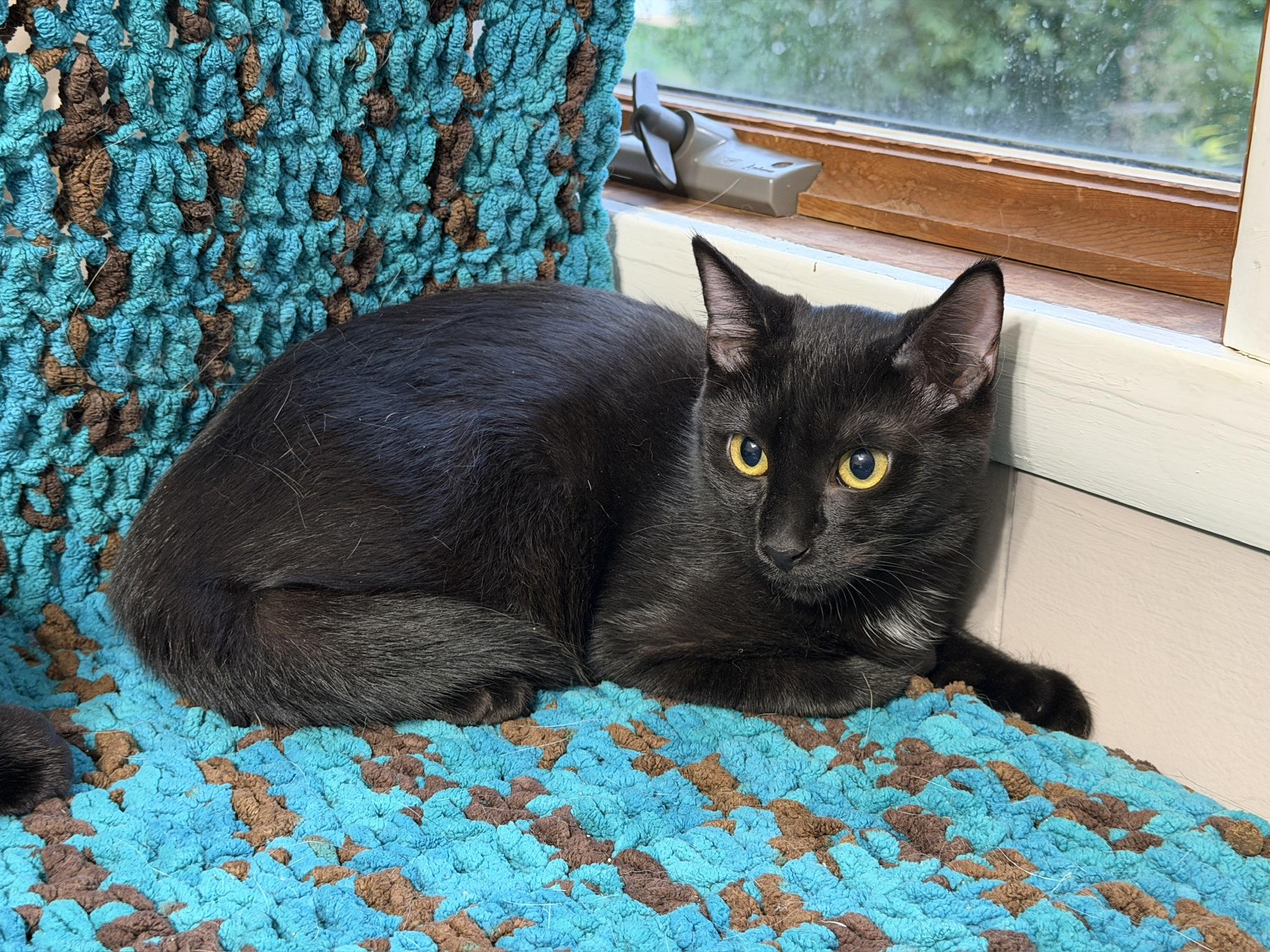 Enlarge Nox & Sutton (bonded kittens), a Adopted Domestic Short Hair in Rochester, NY image 3/4
