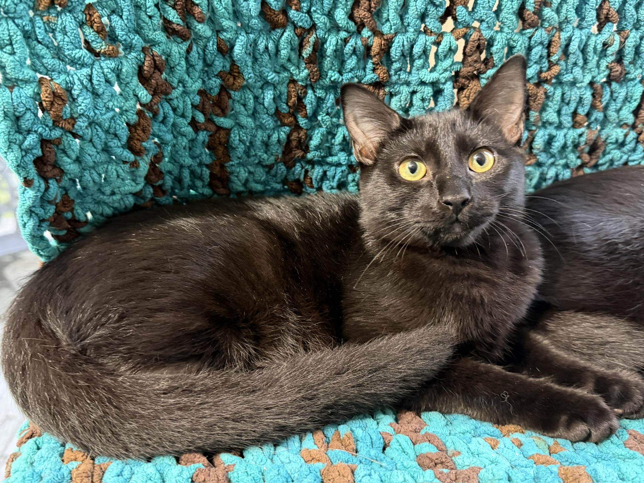 Enlarge Nox & Sutton (bonded kittens), a Adopted Domestic Short Hair in Rochester, NY image 2/4